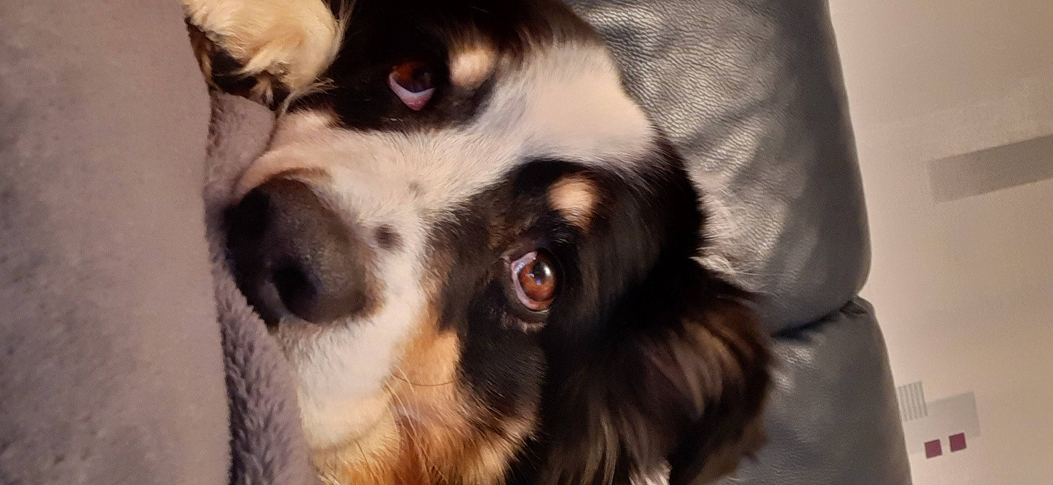 Movak a rejoint le concours — aidez-le/la à gagner de superbes lots ! canidae, carnivore, companion_dog, couch, dog, dog_breed, ear, eye, fawn, fur, puppy, snout, sporting_group, whiskers, working_animal, working_dog