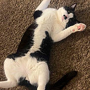 Kirby joined the competition — help win amazing prizes! animal, black_and_white_cat, carpet, cat, cute, domestic_animal, feline, four_legs, fur, indoor, looking_up, lying_down, paw_pads, pet, pink_paws, playful, relaxed, resting, tail, whiskers