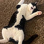 animal, black_and_white_cat, carpet, cat, cute, domestic_animal, feline, four_legs, fur, indoor, looking_up, lying_down, paw_pads, pet, pink_paws, playful, relaxed, resting, tail, whiskers