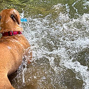 Vegas a rejoint le concours — aidez-le/la à gagner de superbes lots ! active, animal, brown_dog, canine, dog, energetic, fun, motion, nature, outdoor, playing, red_collar, river, shallow_water, splashing, stream, summer, toy, water, wet