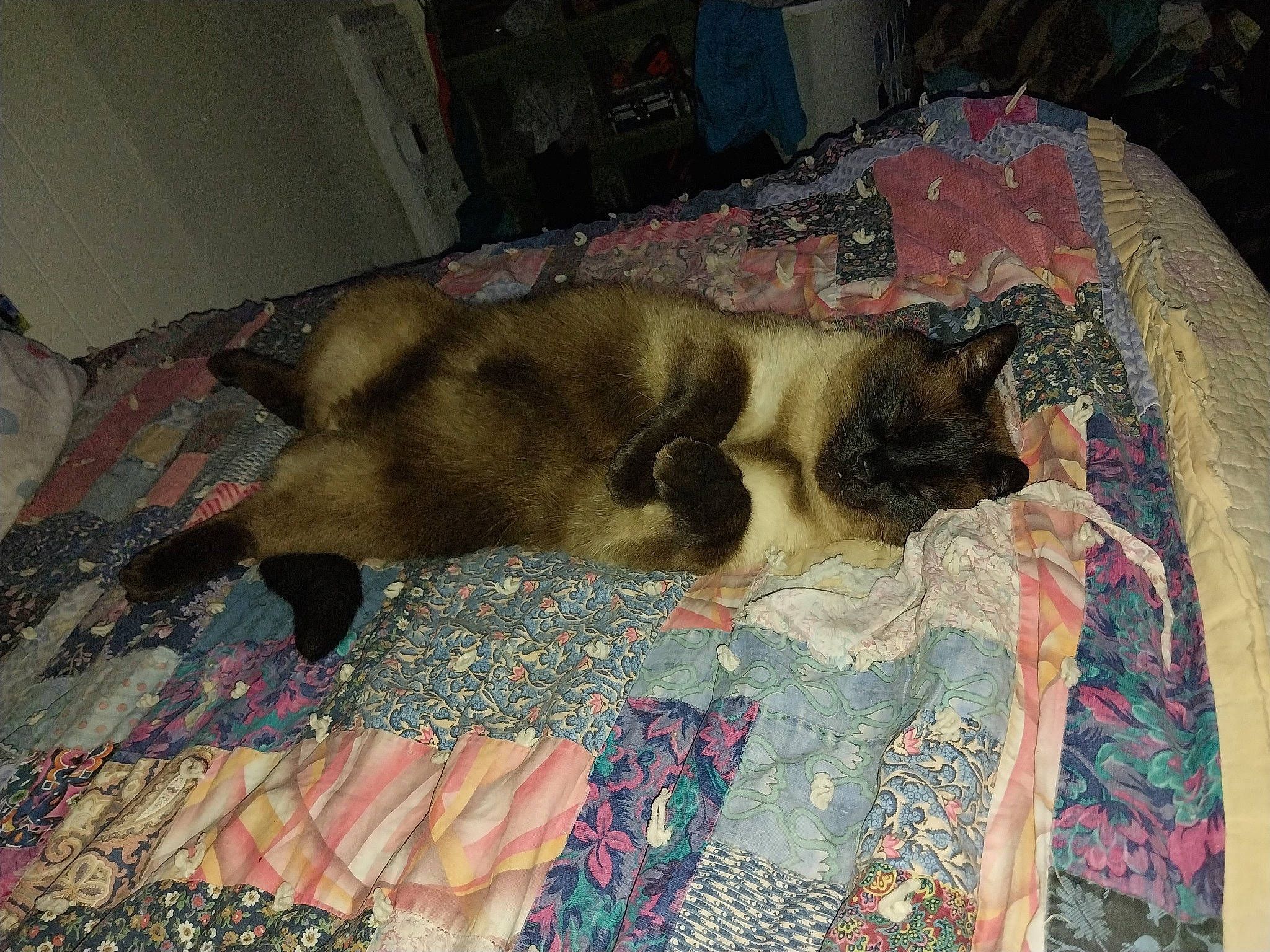 Jade joined the competition — help win amazing prizes! bed, bedding, brown, canidae, carnivore, cat, comfort, dog_breed, domestic_short_haired_cat, fawn, felidae, flooring, fur, linens, pattern, room, small_to_medium_sized_cats, sporting_group, tail, whiskers