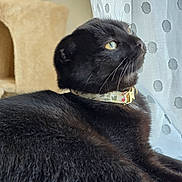 Aïly participe au concours pour gagner de l'argent avec cette photo : black_cat, cat, indoor, window, curtain, polka_dot, yellow_eyes, fur, collar, floral, pet, animal, resting, looking_out, cat_tree, cozy, domestic, whiskers, close_up, side_view