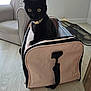 Aïly participe au concours pour gagner de l'argent avec cette photo : cat, black_cat, pet_carrier, bag, indoor, wooden_floor, armchair, collar, curious, wide_eyes, furniture, room, light, home, pet, animal, sitting, zipper, fabric, domestic