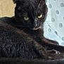 Aïly a rejoint le concours — aidez-le/la à gagner de superbes lots ! black_cat, cat, indoor, pet, animal, fur, whiskers, closeup, yellow_eyes, curtain, window_light, relaxed, feline, mammal, domestic_animal, cute, portrait, resting, soft_light, cozy
