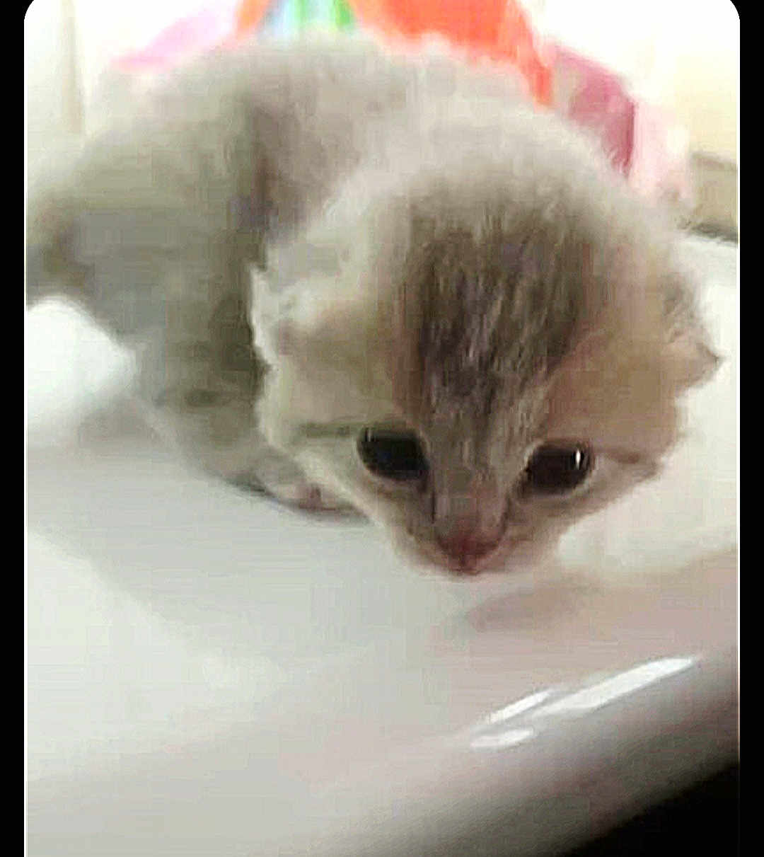 Nina