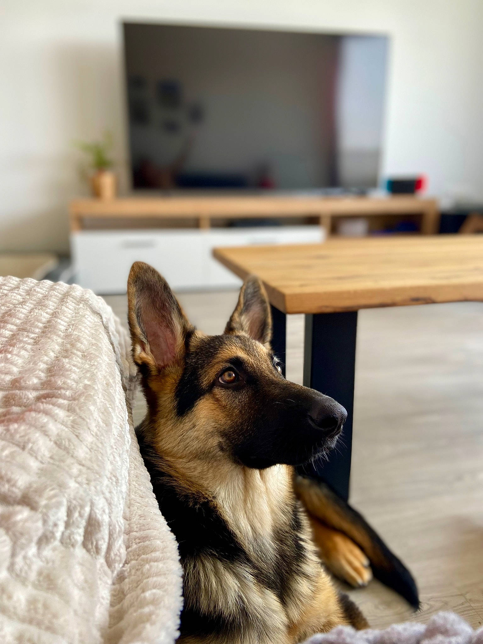 Skylie a rejoint le concours — aidez-le/la à gagner de superbes lots ! canidae, canis, carnivore, companion_dog, dog, dog_breed, fawn, flooring, fur, hardwood, king_shepherd, room, snout, sporting_group, table, terrestrial_animal, whiskers, wood, working_animal, working_dog