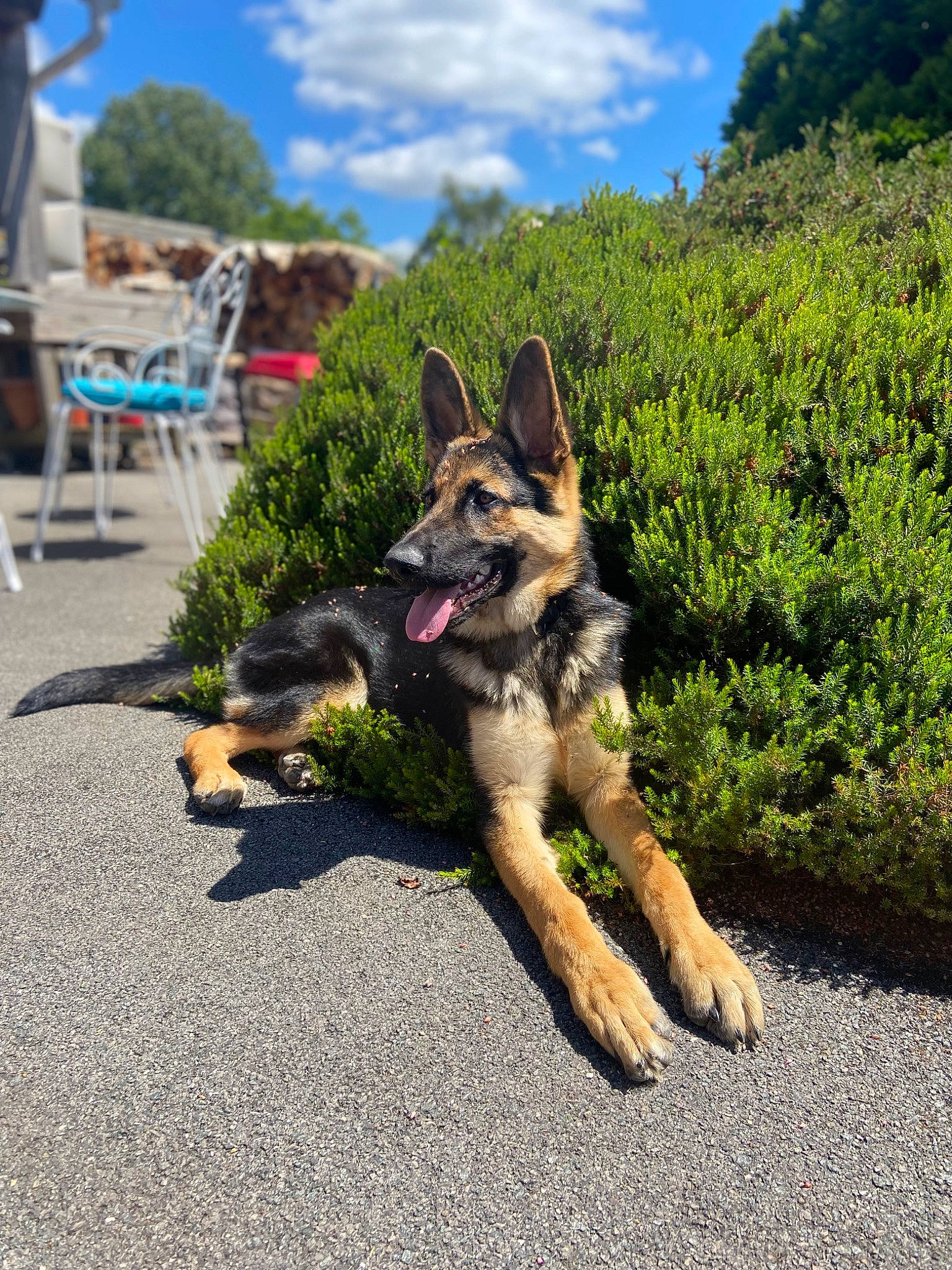 Skylie participe au concours pour gagner de l'argent avec cette photo : canidae, carnivore, chair, cloud, companion_dog, dog, dog_breed, fawn, german_shepherd_dog, grass, herding_dog, old_german_shepherd_dog, plant, road, sky, snout, sporting_group, tree, working_animal, working_dog