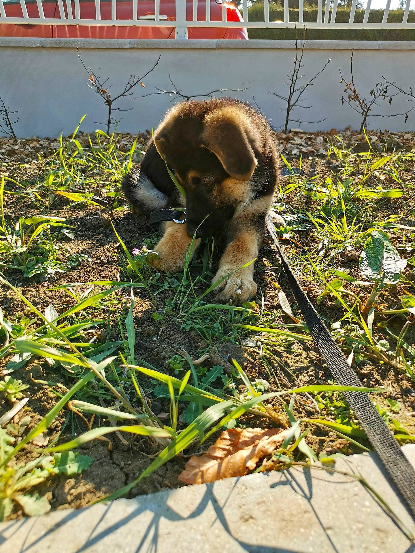 Skylie participe au concours pour gagner de l'argent avec cette photo : canidae, carnivore, collar, companion_dog, dog, dog_breed, fawn, fence, grass, grass_family, groundcover, pet_supply, plant, scent_hound, shadow, snout, sporting_group, tail, terrestrial_animal, working_animal