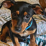 Vicious is registered to the contest to win money with this photo: animal, bed, black, blue_collar, close_up, collar, curious, cute, dog, domestic_animal, ears, indoor, looking_at_camera, patterned_bedspread, pet, puppy, quilt, sitting, tan, young_dog