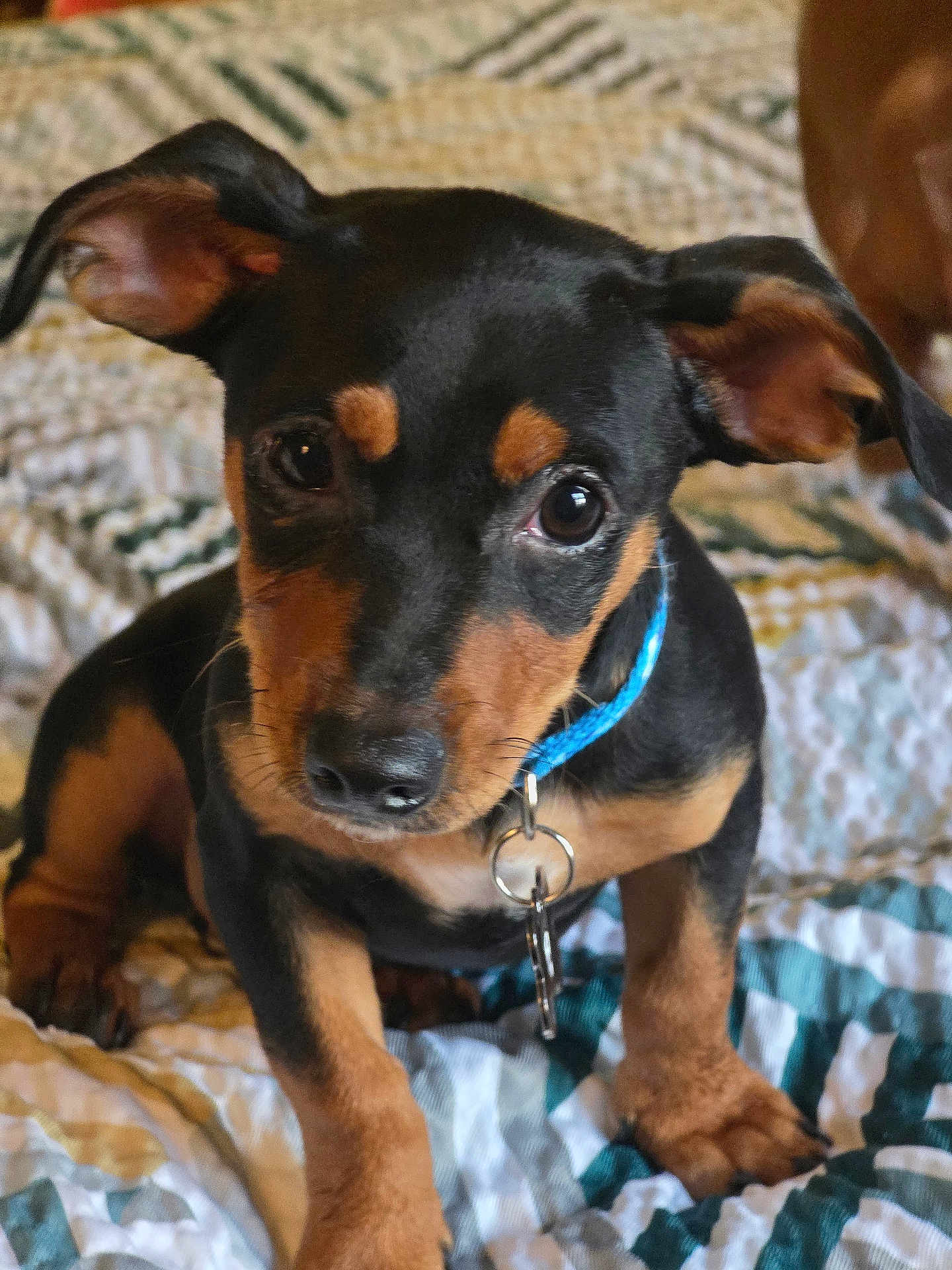 Vicious