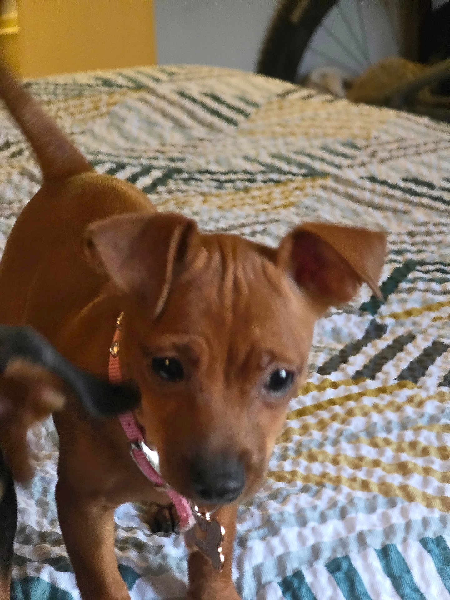 Diamond Dog is registered to the contest to win money with this photo: puppy, dog, brown, collar, bedspread, pattern, indoor, pet, close_up, young, animal, cute, small, ears, tail, playing, floor, domestic, household, blur