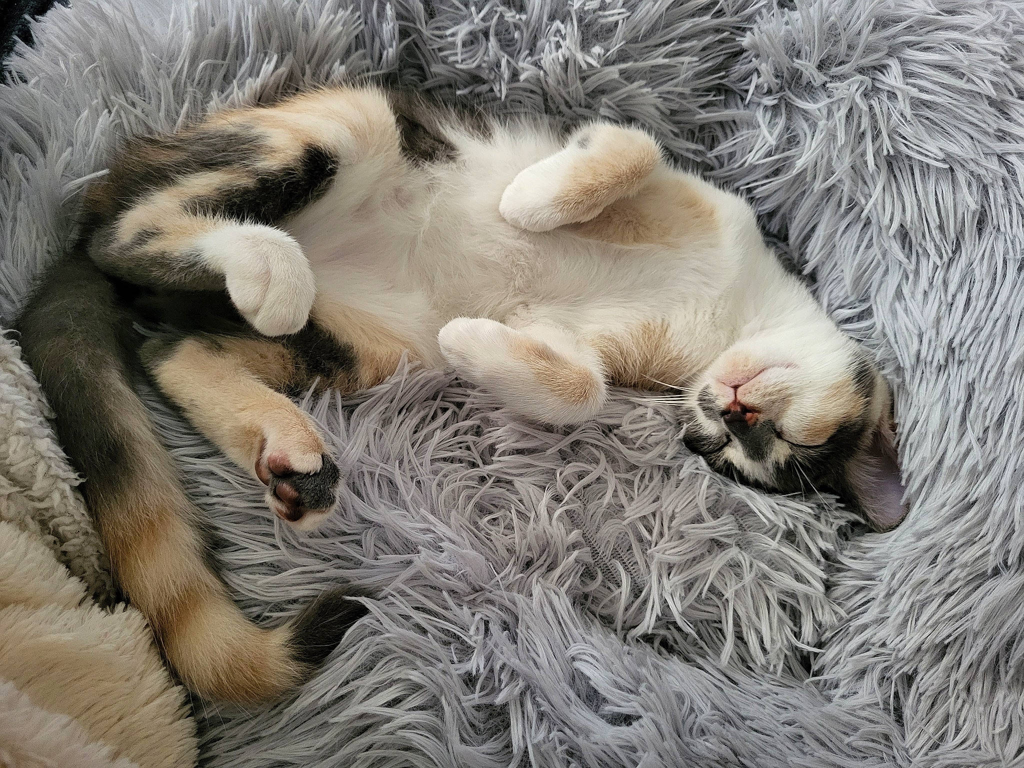 Luna participe au concours pour gagner de l'argent avec cette photo : carnivore, cat, cat_bed, claw, comfort, fawn, felidae, foot, fur, nap, paw, sleep, small_to_medium_sized_cats, snout, sporting_group, tail, terrestrial_animal, whiskers