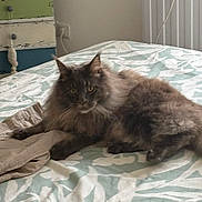 Under a rejoint le concours — aidez-le/la à gagner de superbes lots ! animal, bed, blanket, cat, clothing, cozy, domestic, draped, dresser, fur, furniture, gray, indoor, pattern, pet, radiator, relaxed, resting, textile, wall