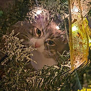 Milo is registered to the contest to win money with this photo: cat, christmas_tree, holiday_lights, ribbon, greenery, festive, decorations, curious, pet, animal, indoors, closeup, soft_light, winter, seasonal, frosted_branches, whiskers, face, eyes, cozy