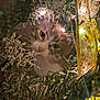 cat, christmas_tree, holiday_lights, ribbon, greenery, festive, decorations, curious, pet, animal, indoors, closeup, soft_light, winter, seasonal, frosted_branches, whiskers, face, eyes, cozy