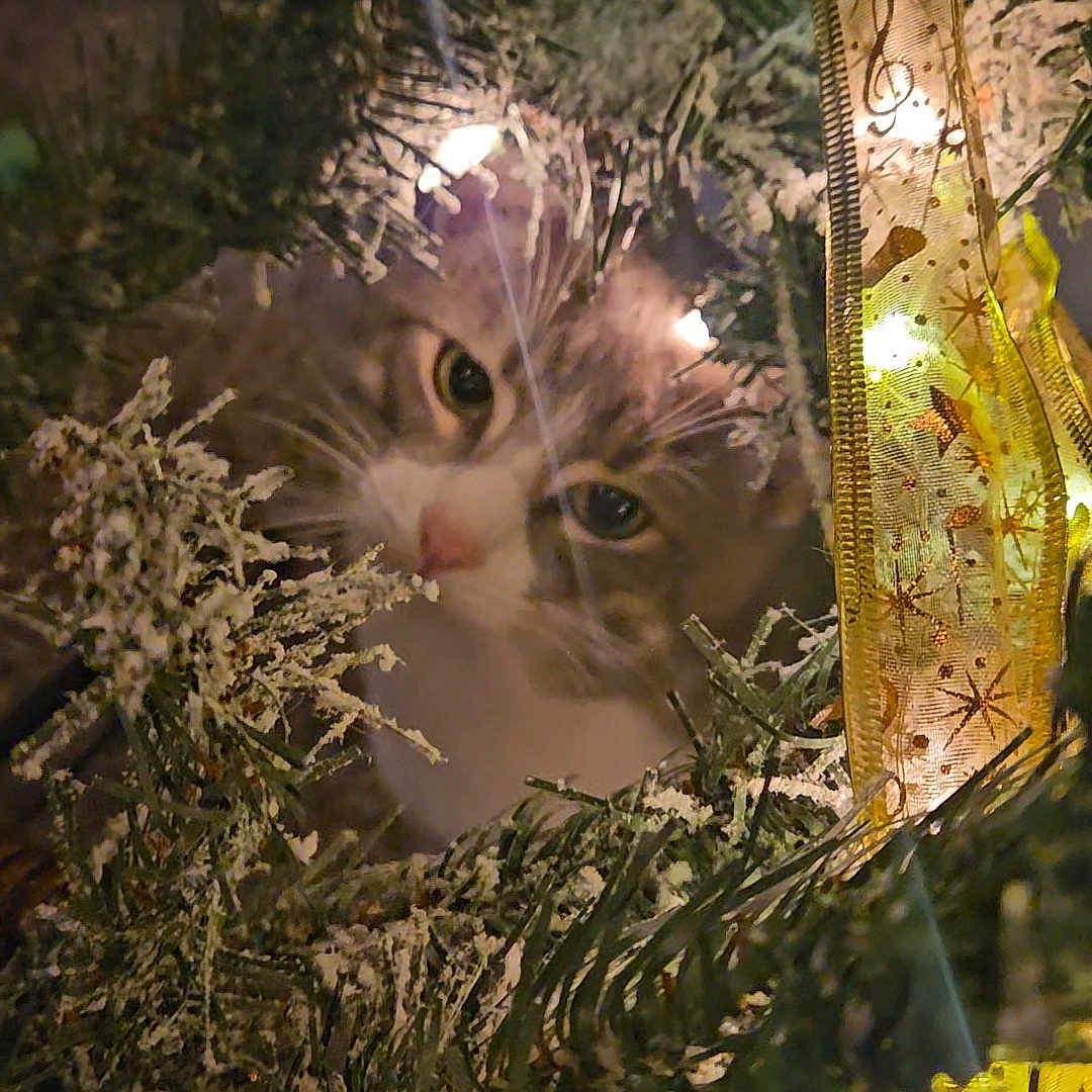 Milo is registered to the contest to win money with this photo: animal, cat, christmas_tree, closeup, cozy, curious, decorations, eyes, face, festive, frosted_branches, greenery, holiday_lights, indoors, pet, ribbon, seasonal, soft_light, whiskers, winter