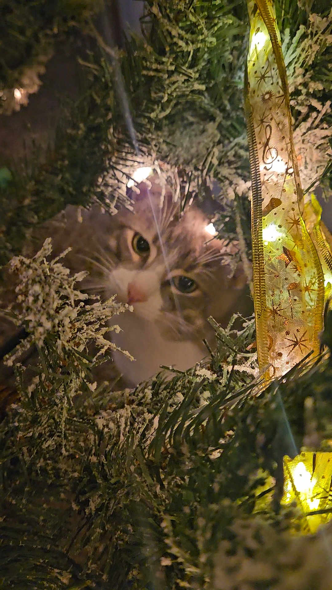 Milo is registered to the contest to win money with this photo: cat, christmas_tree, holiday_lights, ribbon, greenery, festive, decorations, curious, pet, animal, indoors, closeup, soft_light, winter, seasonal, frosted_branches, whiskers, face, eyes, cozy