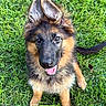 animal, black_fur, brown_fur, close_up, dog, ears, eyes, face, fluffy, german_shepherd, grass, nose, open_mouth, outdoors, pet, portrait, puppy, smiling, snout, tail