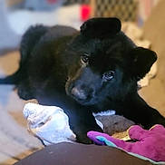Zeus is registered to the contest to win money with this photo: puppy, dog, black_dog, toy, plush_toy, towel, indoor, pet, cute, young_dog, soft_surface, floor, looking_up, animal, domestic_animal, playful, cozy, young_puppy, fur, ears