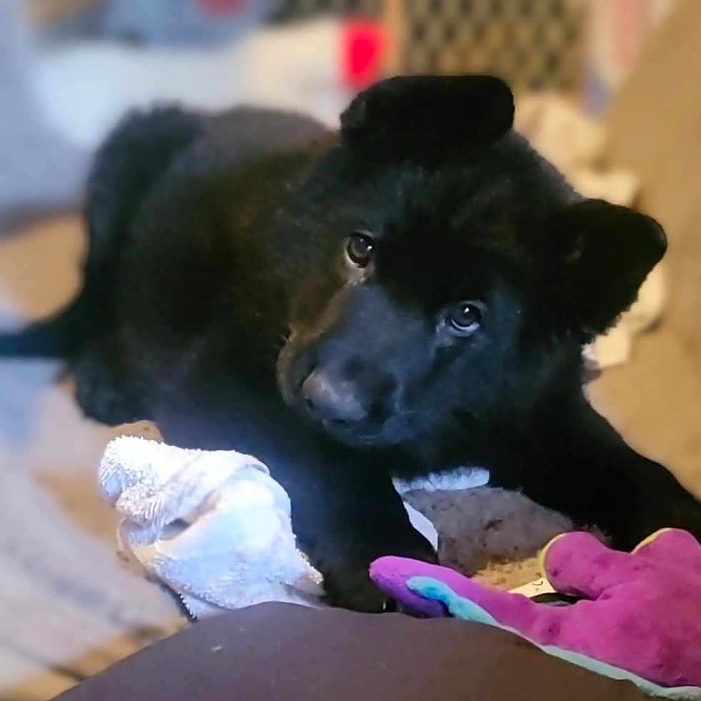 Zeus