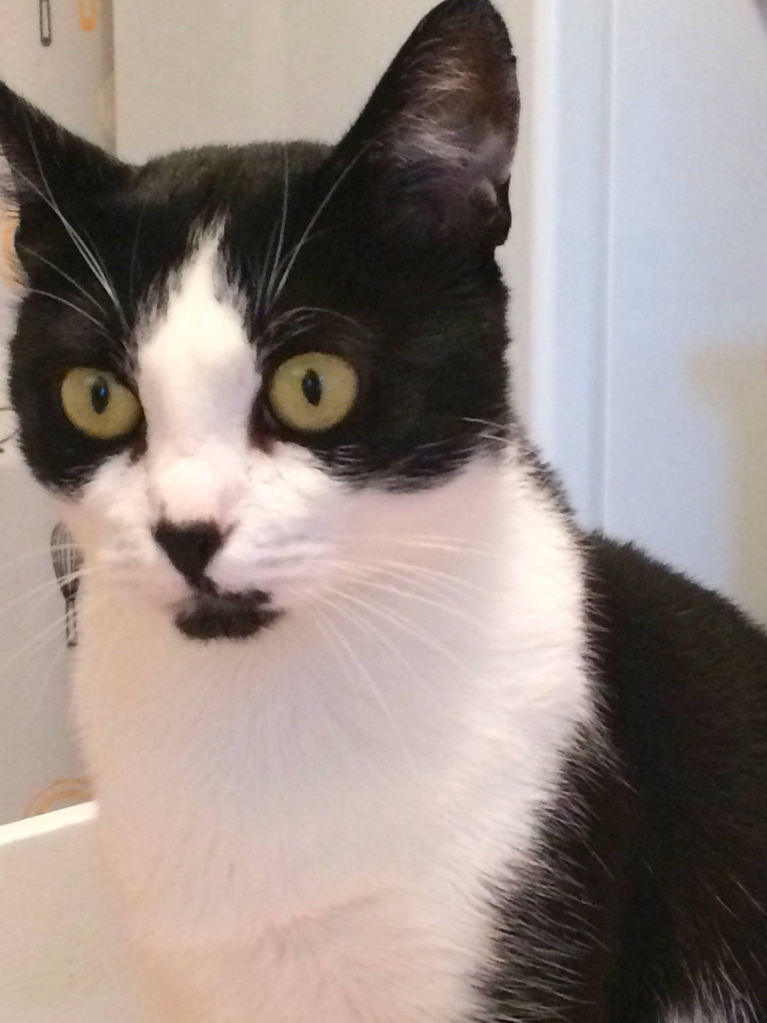 Neya participe au concours pour gagner de l'argent avec cette photo : aegean_cat, american_wirehair, black_and_white, carnivore, cat, domestic_short_haired_cat, european_shorthair, eye, felidae, fur, japanese_bobtail, kitten, mammal, polydactyl_cat, small_to_medium_sized_cats, snout, vertebrate, whiskers