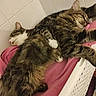cats, tabby_cats, sleeping, cuddling, fluffy, fur, pets, animals, pink_blanket, cozy, relaxed, indoors, tiled_wall, laundry_basket, close_up, resting, striped_fur, white_paws, peaceful, photograph
