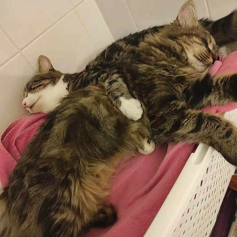 Morgane participe au concours pour gagner de l'argent avec cette photo : cats, tabby_cats, sleeping, cuddling, fluffy, fur, pets, animals, pink_blanket, cozy, relaxed, indoors, tiled_wall, laundry_basket, close_up, resting, striped_fur, white_paws, peaceful, photograph