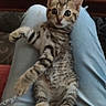 Gaïa participe au concours pour gagner de l'argent avec cette photo : kitten, cat, pet, animal, striped, fur, eyes, lap, person, clothing, jeans, indoor, table, wooden, curious, surprised, sitting, paw, relaxed, cozy