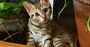 Gaïa a rejoint le concours — aidez-le/la à gagner de superbes lots ! kitten, cat, tabby, animal, pet, wood, plant, potted_plant, greenery, indoor, curious, cute, feline, young, small, striped, eyes, ears, whiskers, resting