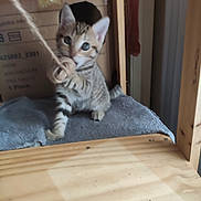 Gaïa a rejoint le concours — aidez-le/la à gagner de superbes lots ! kitten, cat, rope, wooden_shelf, cardboard_box, indoor, pet, curious, small, feline, cute, playful, animal, young, tabby, claws, paws, fur, whiskers, eyes