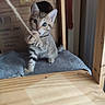 kitten, cat, rope, wooden_shelf, cardboard_box, indoor, pet, curious, small, feline, cute, playful, animal, young, tabby, claws, paws, fur, whiskers, eyes