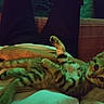 Gaïa a rejoint le concours — aidez-le/la à gagner de superbes lots ! kitten, cat, tabby, pet, animal, lap, person, hand, indoor, resting, cute, feline, striped, young, cozy, relaxed, looking, domestic_animal, small, fur