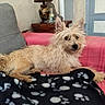 dog, couch, blanket, indoor, furniture, lamp, table, pet, light_colored_dog, curious, perked_ears, pink_cover, black_blanket, white_paw_prints, cozy, home, decor, animal, relaxed, alert
