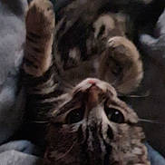 Tequila participe au concours pour gagner de l'argent avec cette photo : animal, blanket, cat, comfort, cozy, cute, ears, eyes, feline, fur, indoor, lying_down, paws, pet, relaxation, resting, sleepy, soft, tabby, whiskers