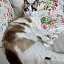 blue_eyes, brown_patch, cat, cozy, cushion, domestic_animal, feline, floral_cushion, indoor, looking_at_camera, pattern, paw, pet, portrait, relaxed, sofa, tail, upholstery, whiskers, white_fur
