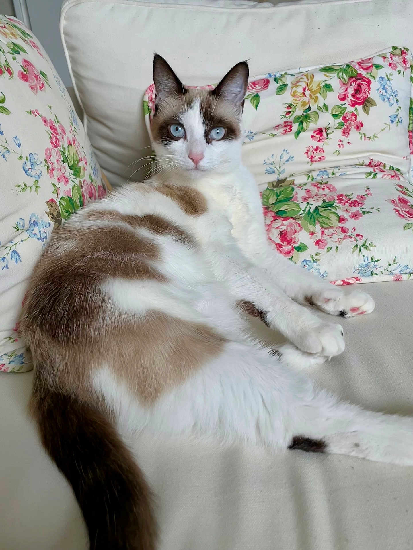 Capucine a rejoint le concours — aidez-le/la à gagner de superbes lots ! blue_eyes, brown_patch, cat, cozy, cushion, domestic_animal, feline, floral_cushion, indoor, looking_at_camera, pattern, paw, pet, portrait, relaxed, sofa, tail, upholstery, whiskers, white_fur