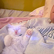 Sunny is registered to the contest to win money with this photo: arm, bed, blanket, cat, comfort, cozy, cute, feline, fluffy, indoor, kitten, nap, person, pet, pink, relaxing, sleeping, sweatshirt, white_cat, yellow_wall