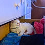 Sunny is registered to the contest to win money with this photo: blue_collar, cabinet, cat, clothes, cozy, curious, cute, domestic, drawer, fluffy, furniture, indoor, kitten, pet, pink_plush, relaxed, resting, soft, white_cat, wood