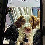 Odyn Gonja Shores joined the competition — help win amazing prizes! animal, black_blanket, brown_and_white_fur, closeup, collar, cozy, curtain, date_overlay, dog, furniture, home, indoor, knee, looking_at_camera, person, pet, phone_screen, portrait, tag, time_overlay