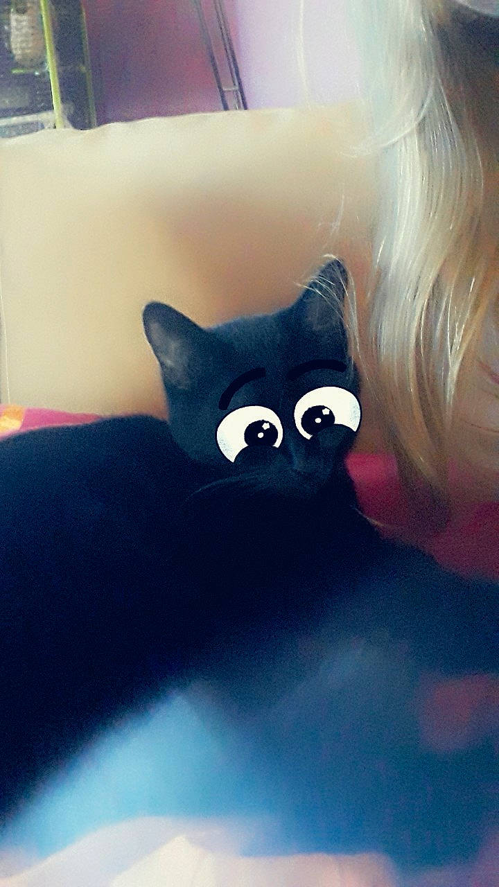 L'Om a rejoint le concours — aidez-le/la à gagner de superbes lots ! black, black_cat, carnivore, cat, ear, eye, felidae, illustration, kitten, neck, nose, sky, small_to_medium_sized_cats, snout, tail, whiskers