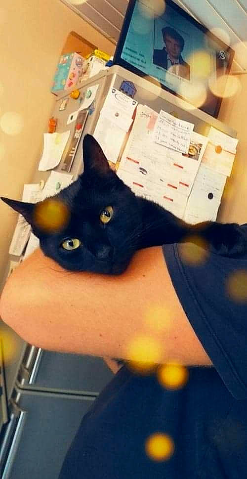 L'Om participe au concours pour gagner de l'argent avec cette photo : black, black_cat, bombay, carnivore, cat, domestic_short_haired_cat, ear, felidae, kitten, photography, small_to_medium_sized_cats, whiskers