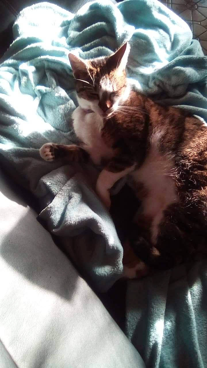 Marseille a rejoint le concours — aidez-le/la à gagner de superbes lots ! american_shorthair, asian, carnivore, cat, domestic_short_haired_cat, ear, fawn, felidae, fur, german_rex, kitten, nap, small_to_medium_sized_cats, snout, whiskers