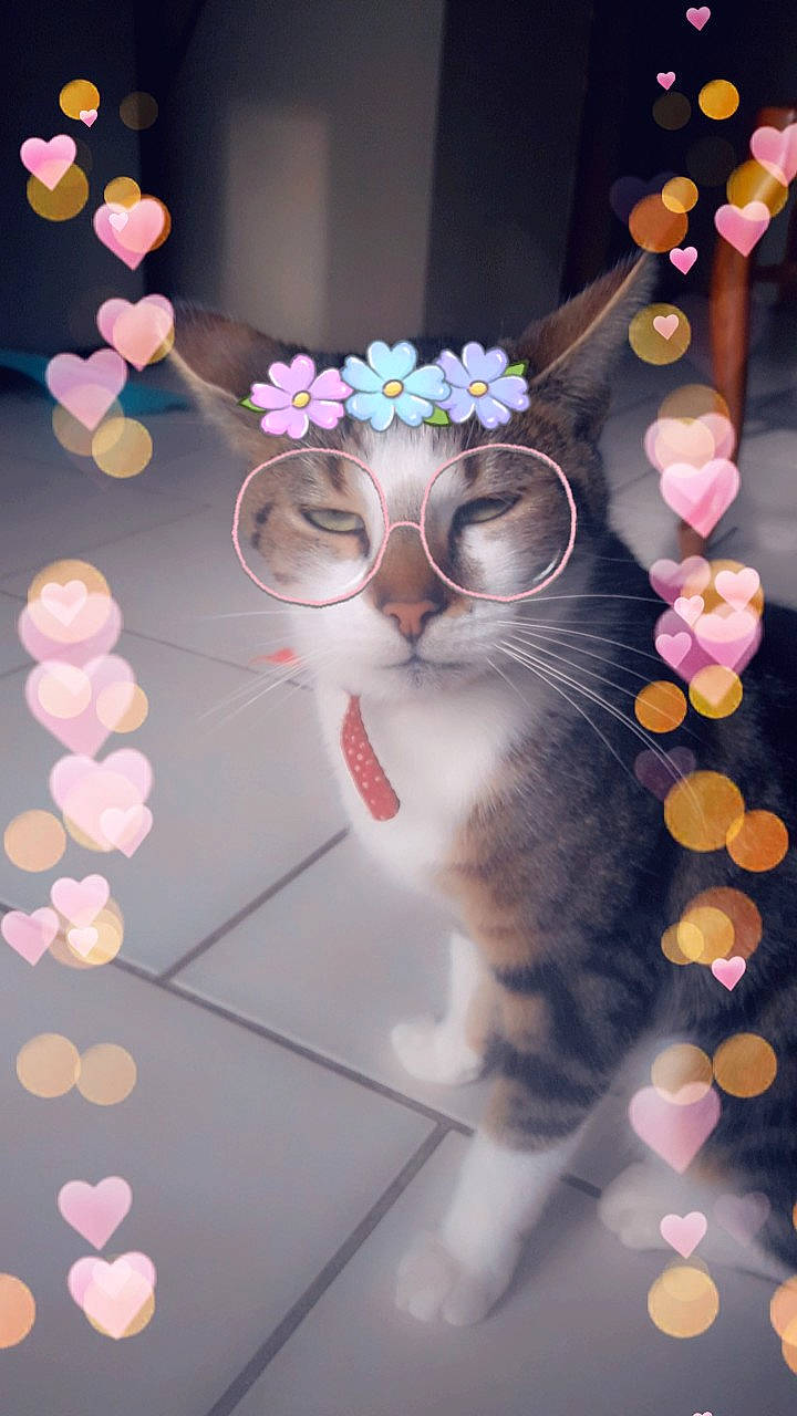 Marseille participe au concours pour gagner de l'argent avec cette photo : blossom, cat, cherry_blossom, ear, fashion_accessory, felidae, flower, heart, kitten, party, paw, pink, plant, small_to_medium_sized_cats, whiskers