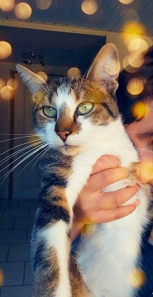 Marseille a rejoint le concours — aidez-le/la à gagner de superbes lots ! aegean_cat, american_wirehair, asian, carnivore, cat, domestic_short_haired_cat, european_shorthair, eye, felidae, fur, kitten, mammal, paw, photo_caption, photography, polydactyl_cat, small_to_medium_sized_cats, snout, tabby_cat, whiskers