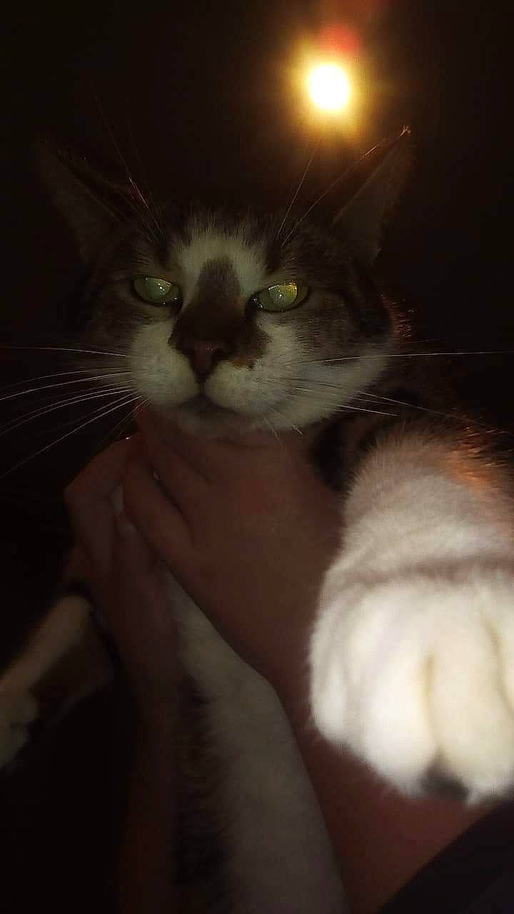 Marseille participe au concours pour gagner de l'argent avec cette photo : carnivore, cat, darkness, ear, eye, felidae, fur, hand, kitten, mouth, night, nose, paw, polydactyl_cat, small_to_medium_sized_cats, snout, whiskers