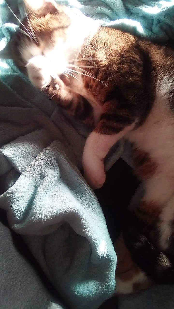 Marseille a rejoint le concours — aidez-le/la à gagner de superbes lots ! canidae, carnivore, cat, child, companion_dog, ear, hand, human, love, muscle, nose, puppy, puppy_love, shih_tzu, whiskers