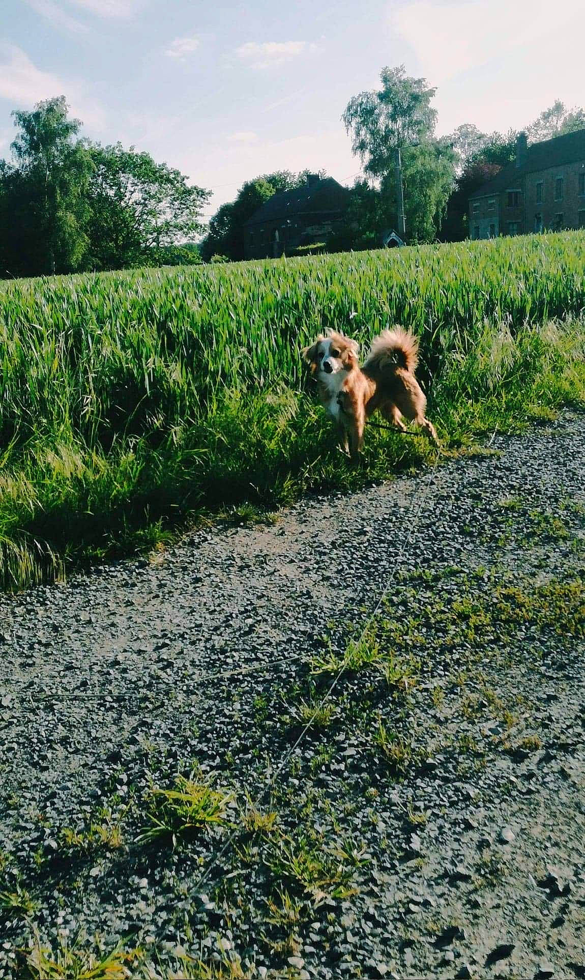 Shamalow a rejoint le concours — aidez-le/la à gagner de superbes lots ! canidae, carnivore, dog, farm, field, grass, pasture, plant, rural_area, soil, sporting_group