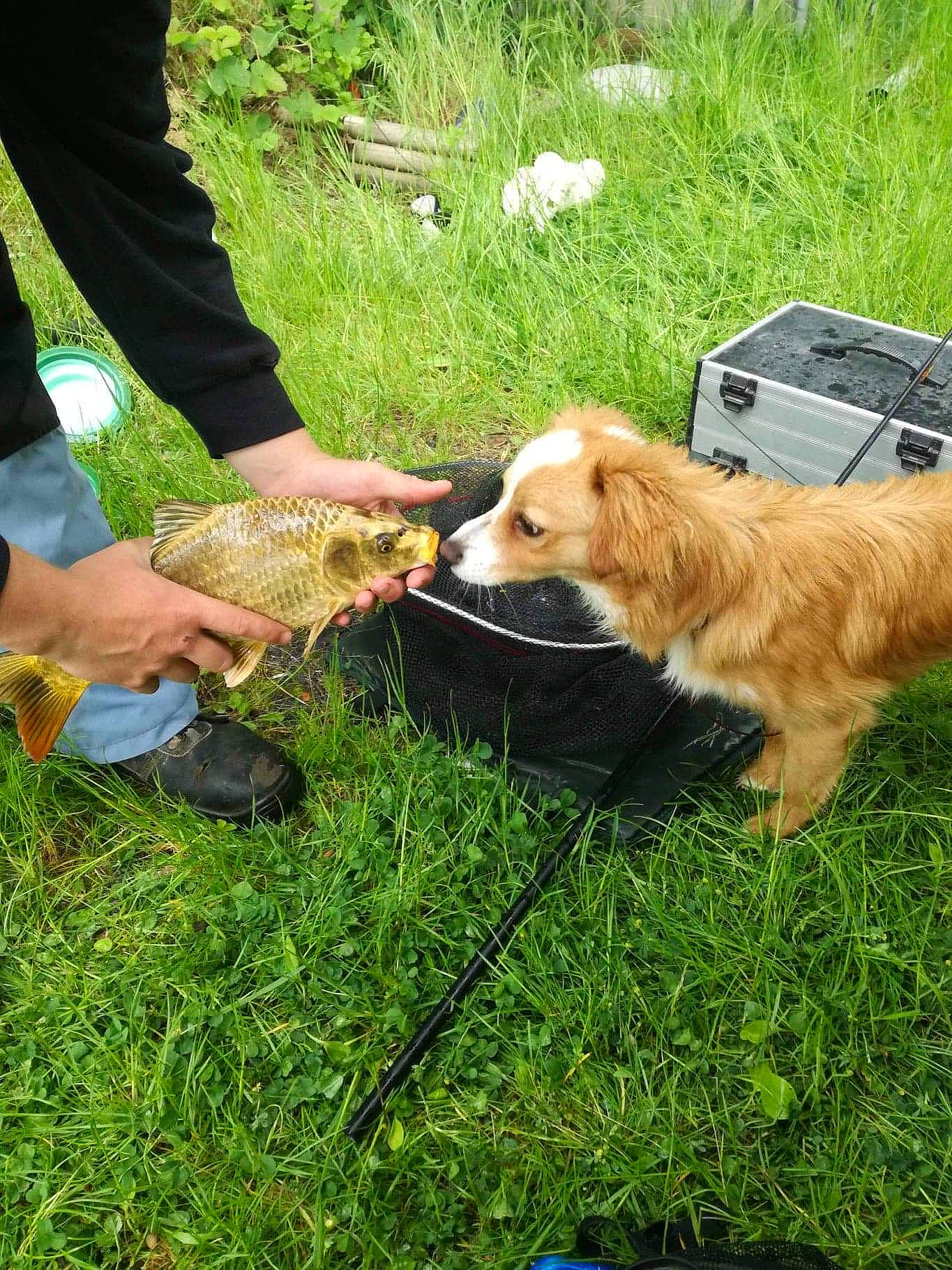 Shamalow a rejoint le concours — aidez-le/la à gagner de superbes lots ! canidae, carnivore, companion_dog, dog, dog_breed, golden_retriever, grass, lawn, norfolk_terrier, norwich_terrier, pembroke_welsh_corgi, sporting_group