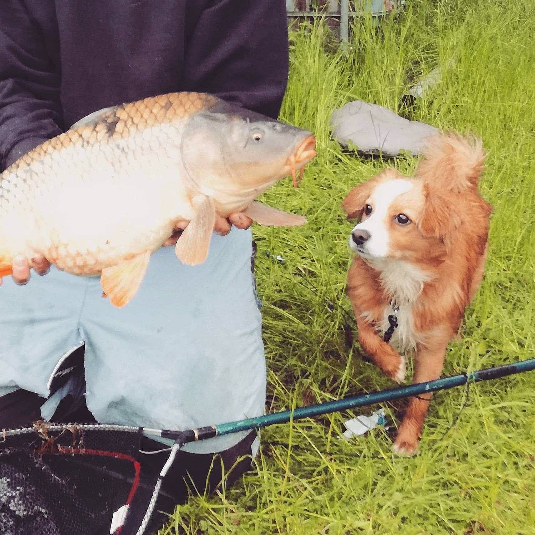 Shamalow participe au concours pour gagner de l'argent avec cette photo : adaptation, carp, fish, fishing, organism, recreation, tail