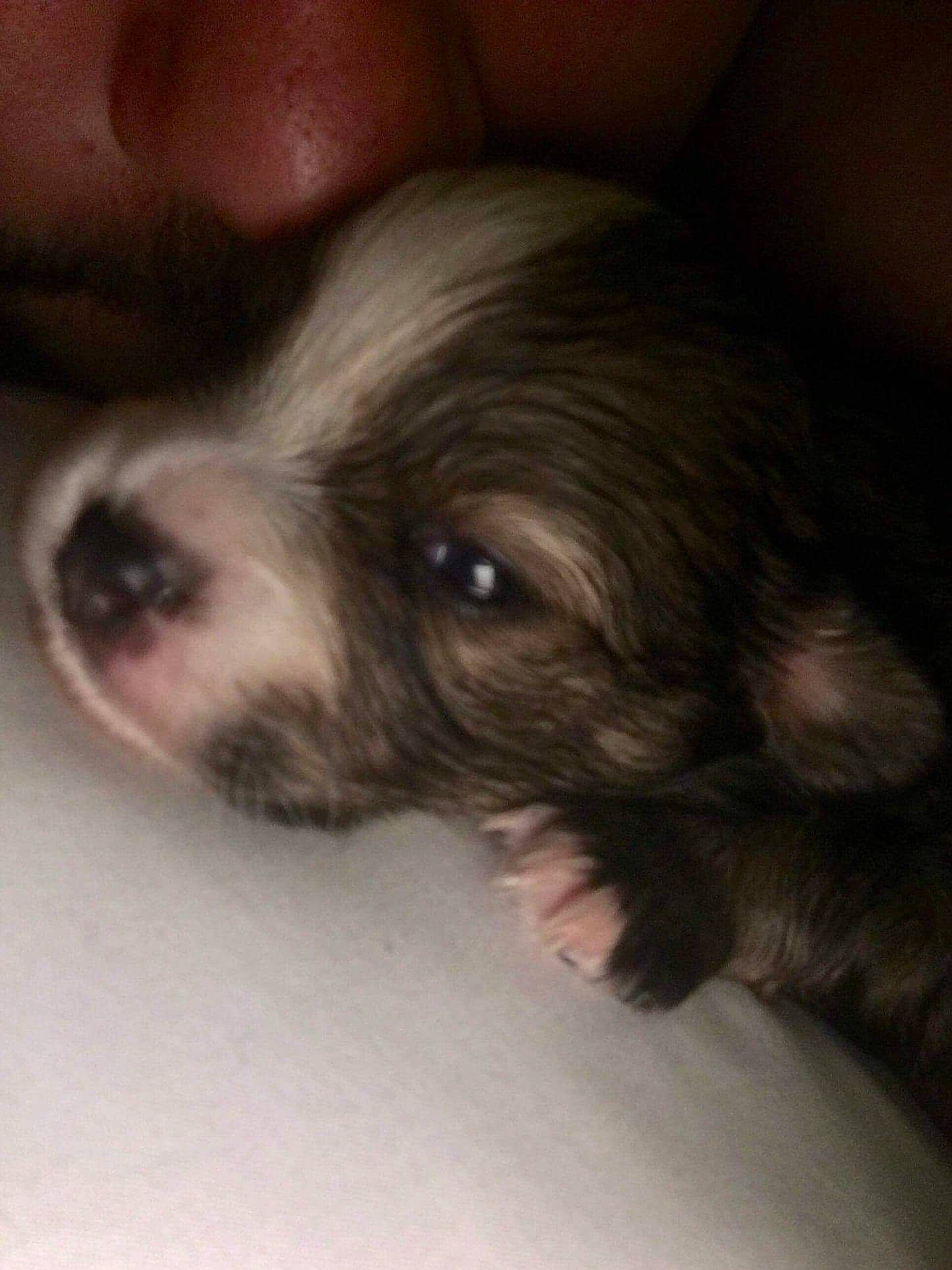 Whisky a rejoint le concours — aidez-le/la à gagner de superbes lots ! australian_shepherd, border_collie, canidae, carnivore, chinese_crested_dog, dog, dog_breed, ear, lhasa_apso, mammal, miniature_australian_shepherd, nose, pomeranian, puppy, puppy_love, shih_tzu, skin, toy_dog, vertebrate